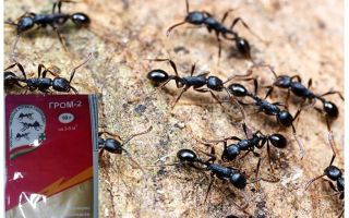 Signifie tonnerre 2 des fourmis