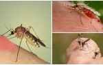 Pourquoi les moustiques boivent du sang