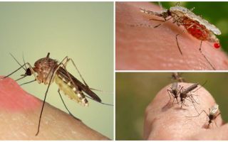 Pourquoi les moustiques boivent du sang