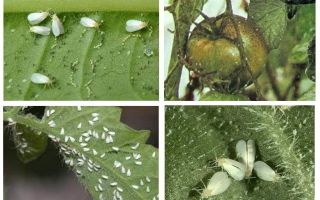Méthodes de gestion des aleurodes sur les tomates en serre