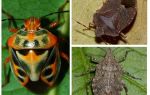 À quoi ressemblent les insectes sur la photo