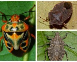 À quoi ressemblent les insectes sur la photo