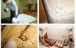 Où se cachent des insectes dans l'appartement