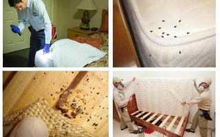 Où se cachent des insectes dans l'appartement