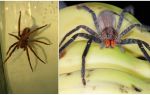 Araignées dans les bananes en Russie