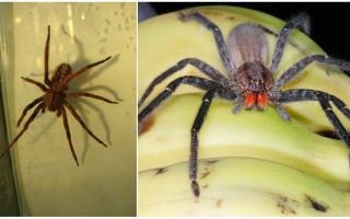 Araignées dans les bananes en Russie