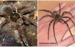 Description et photos des plus grandes araignées du monde