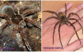 Description et photos des plus grandes araignées du monde