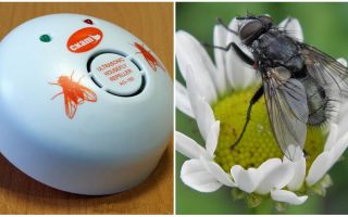 Répulsif à ultrasons