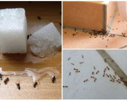 Comment se débarrasser des fourmis dans une maison privée