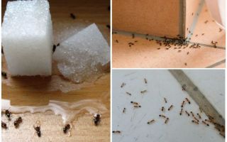 Comment se débarrasser des fourmis dans une maison privée