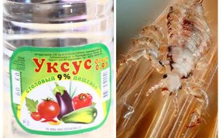 Comment enlever les poux et les lentes de vinaigre