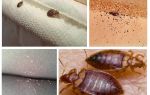 Comment et quoi affamer des insectes à la maison