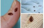Quoi et comment traiter la chambre des punaises