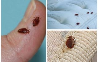Comment se débarrasser des punaises et des cafards