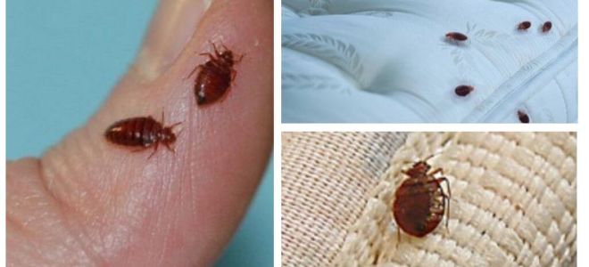 Comment se débarrasser des punaises et des cafards