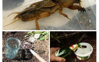 Comment attraper un ours dans le jardin