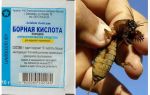 De quoi empoisonner Medvedka dans le jardin
