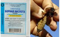 De quoi empoisonner Medvedka dans le jardin