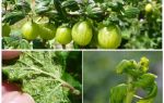 Comment se débarrasser des pucerons sur la groseille