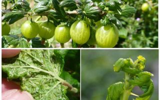 Comment se débarrasser des pucerons sur la groseille