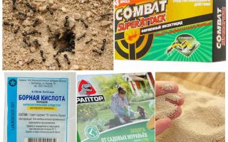 Attrait pour les fourmis