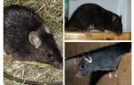 Rats noirs