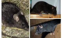 Rats noirs