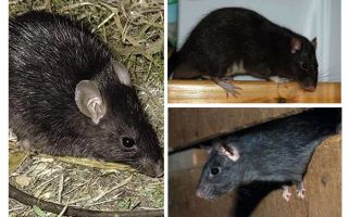 Rats noirs