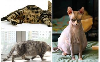 Comment éliminer les puces d'une chatte enceinte