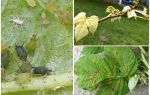 Comment se débarrasser des pucerons sur les framboises
