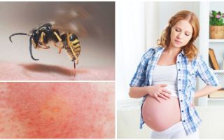 Que faire si une guêpe est mordue par une femme enceinte ou qui allaite