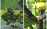 Comment traiter les pucerons noirs sur les tomates et les concombres