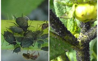 Comment traiter les pucerons noirs sur les tomates et les concombres