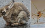 Comment sauver les lapins des moustiques dans la rue et dans les lapins