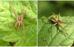 Description et photos des araignées de la région de Saratov