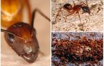 Fourmis rouges