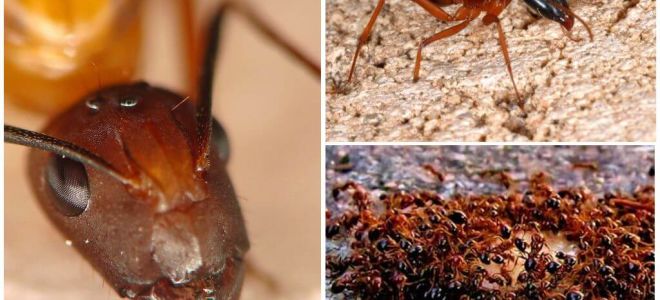 Fourmis rouges