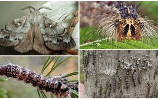 Description et photo d'une chenille et d'un papillon du ver à soie de Sibérie