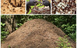 La vie de fourmis dans une fourmilière