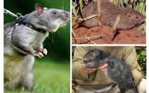 Les plus gros rats du monde