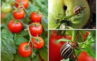 Comment traiter les tomates du doryphore