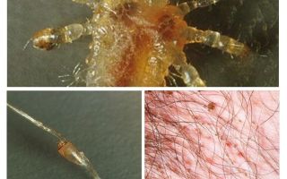 Mandawash - photos, symptômes et traitement