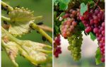 Comment traiter les pucerons sur le raisin folklorique et des moyens commerciaux