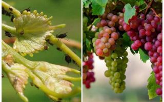 Comment traiter les pucerons sur le raisin folklorique et des moyens commerciaux