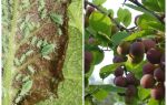 Comment et quoi traiter les pucerons sur la prune