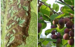 Comment et quoi traiter les pucerons sur la prune