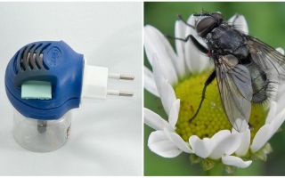 Fumigateurs des mouches et des moustiques dans la prise