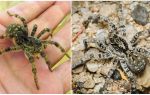Tarentule de Russie du Sud (araignée Mizgir)