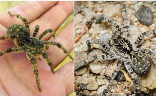 Tarentule de Russie du Sud (araignée Mizgir)